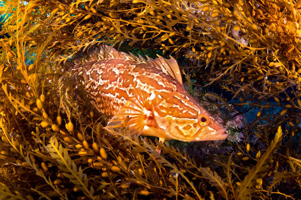 A kelpfish hiding in Sargassum uses these algae to blend in and hide from predators - © iStock-Joe Belanger.