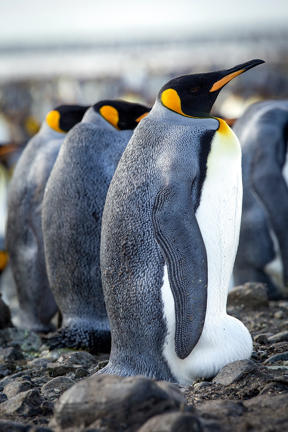 King penguins Salisbury Plain South Georgia. All © Giovanna Fasanelli. Ocean habitats