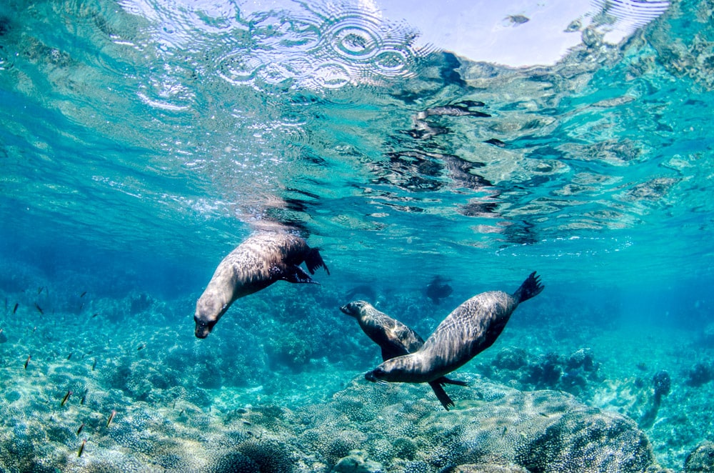 The Moorings celebrate 12 months of sustainability achievements under their ‘Our Ocean Promise’ initiative