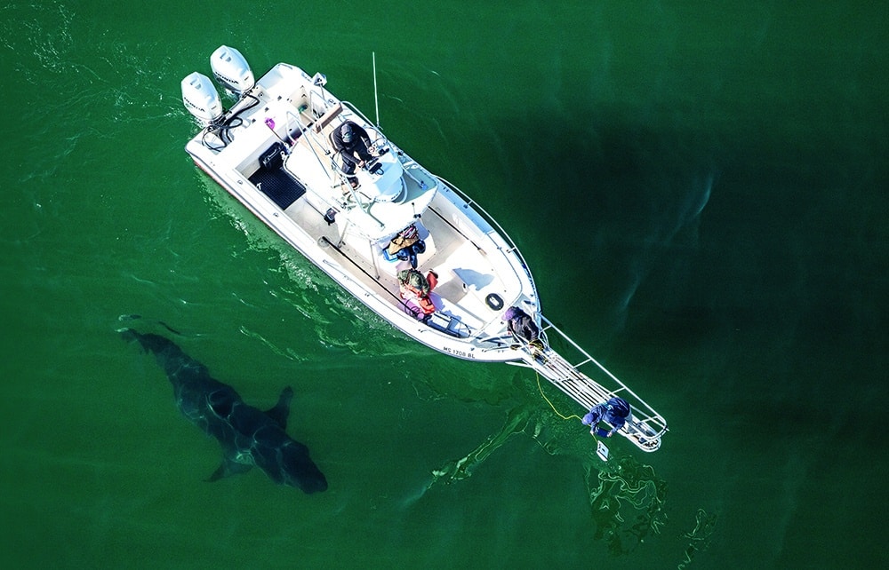 Tagged shark South Australia © Andrew Fox