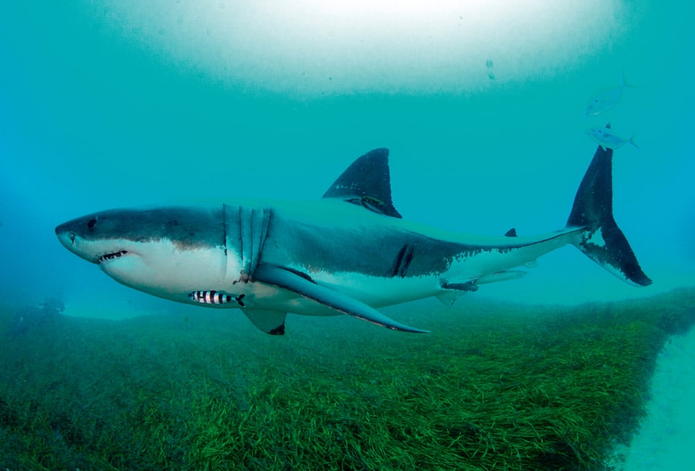 Tagged shark South Australia © Andrew Fox
