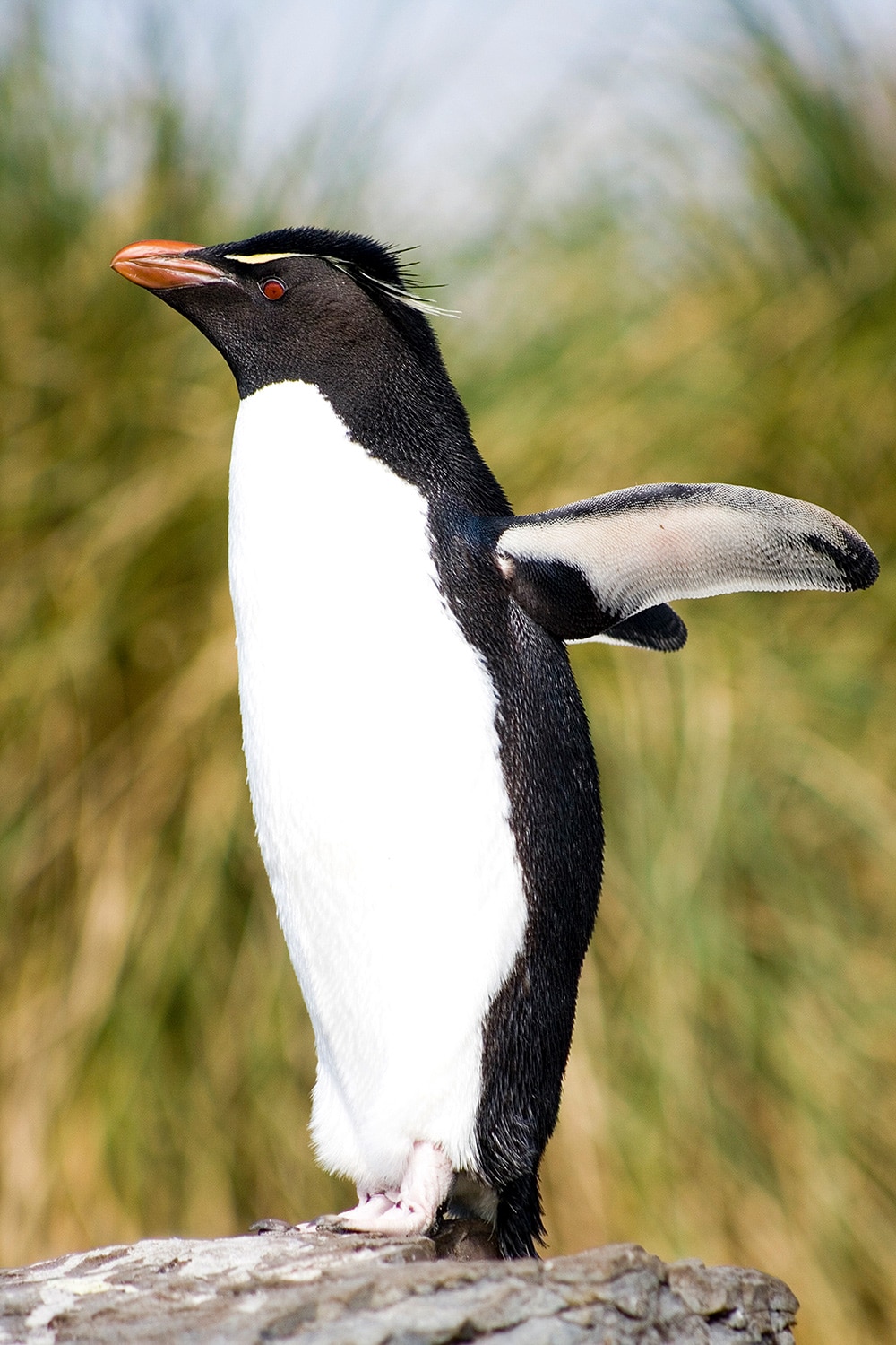 Western Rockhopper Penguin fights for survival in the Falkland Islands. Ocean habitats