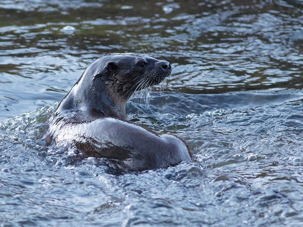 Loch Sunart is a Nature Conservation Marine Protected Area